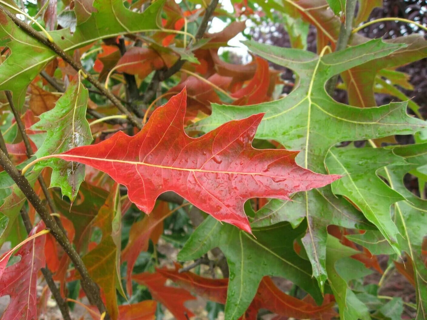 Дуб красный, Северный Quercus rubra. Дуб болотный Quercus palustris. Дуб болотный Грин Дварф. Дуб красный Quercus rubra. Красно черешчатый дуб