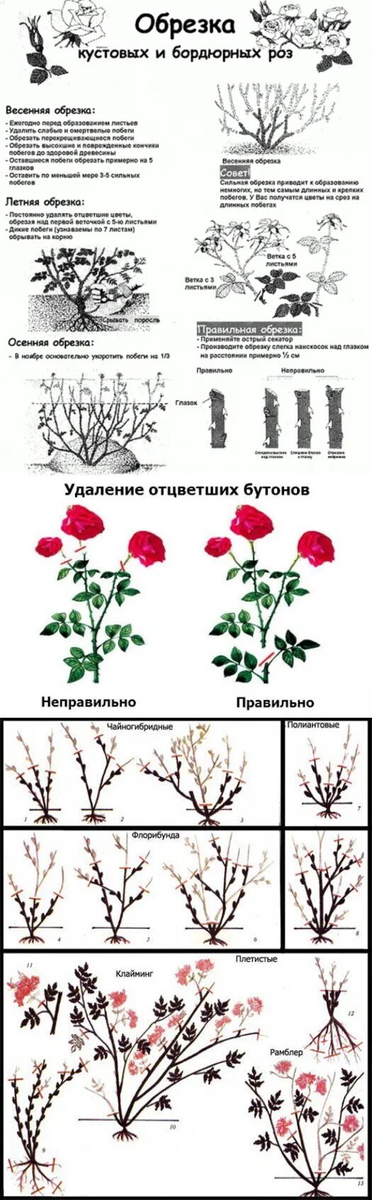 Обрезают ли плетистую розу весной. Летняя обрезка роз флорибунда. Схема куста чайно гибридной розы. Обрезка чайно-гибридных роз после цветения летом. Обрезка плетистой розы после цветения.