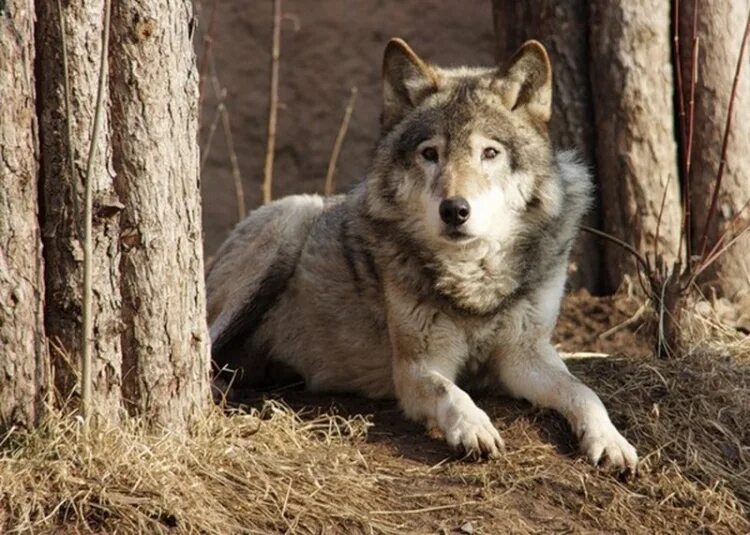 волкособ. волкособ. чехословацкий влчак вульф. волкособ. волк собака волк живет.