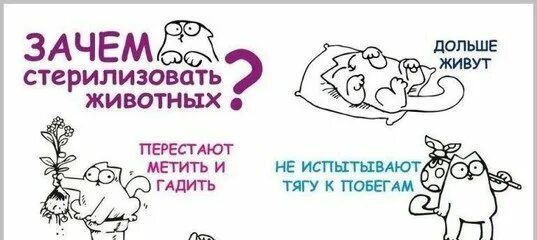 Листовки стерилизация животных. Почему нужно стерилизовать. Плакат стерилизация животных. Зачем нужна стерилизация животных. Зачем кастрируют животных.