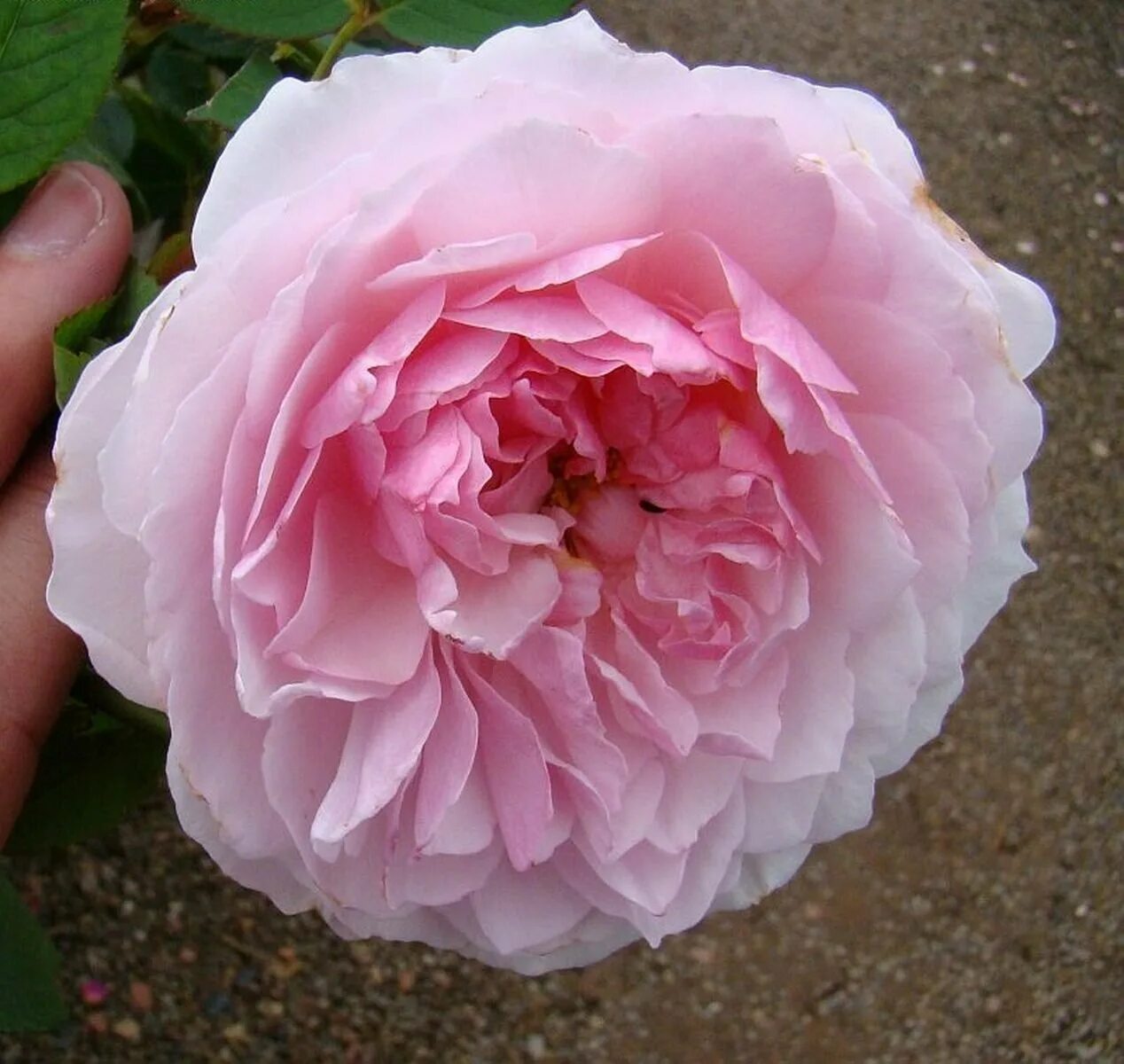 розы шрабы сорта фото