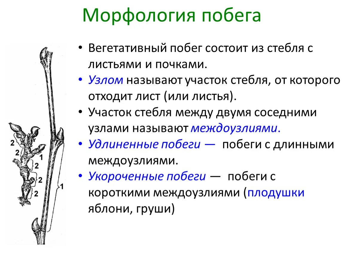 Побег. Морфология побега.. Морфологическое строение побега. Строение древесного побега. Строение побега древесного растения. Побег состоящий из листьев почек называют