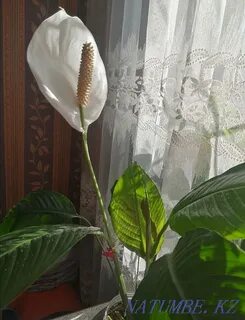 Ұзын сиськи порно