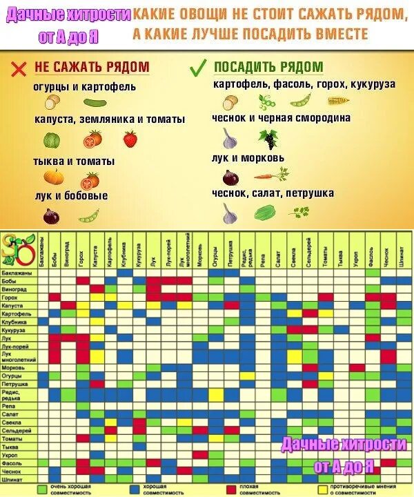 Таблица предшественников в севообороте. Грядки что после чего сажать. Таблица севооборота овощных культур на огороде предшественники. Грядки что после чего сажать. Севооборот овощей в огороде таблица планирование посадки огорода.