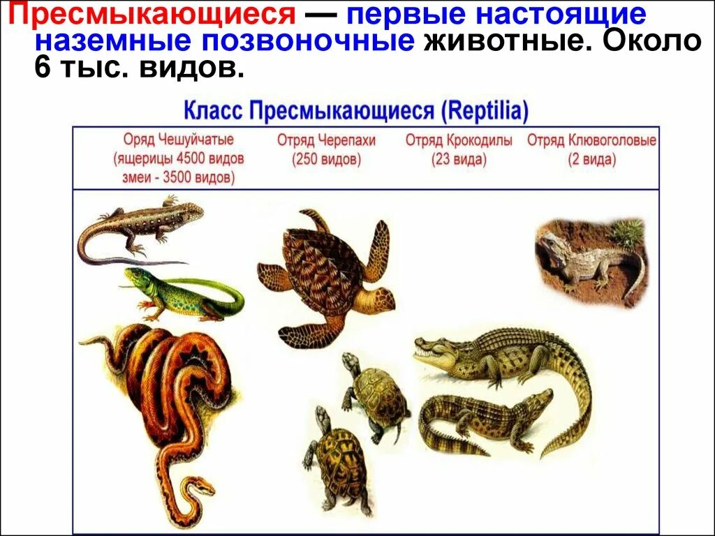 Рептилии класс животных. Класс пресмыкающиеся отряд чешуйчатые. позвоночные животные пресмыкающиеся. пречмыкающиеся настоящее наземные позвоночные. первые настоящие наземные позвоночные животные.