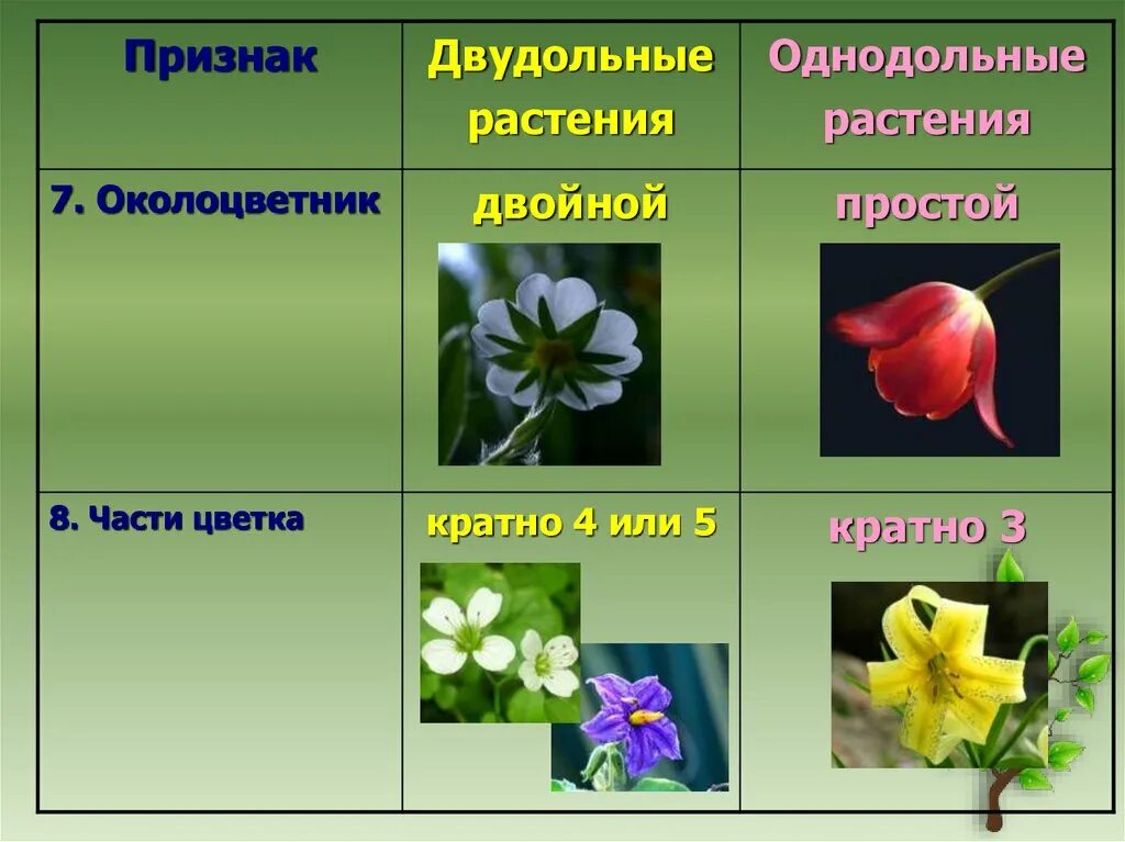 Семейства покрытосеменных растений Однодольные. Околоцветник у однодольных и двудольных растений. Покрытосеменные растения класс двудольные. Околоцветник двудольных растений.