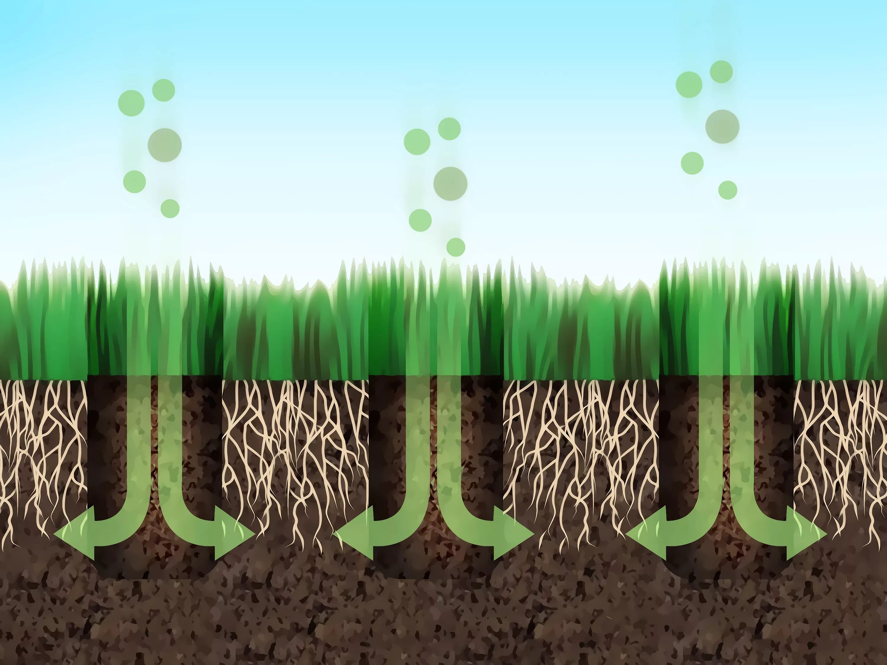 Поглощение воздуха водой. Аэрация почвы. Аэрация газона. Аэрация почвы газона. Растения в почве.