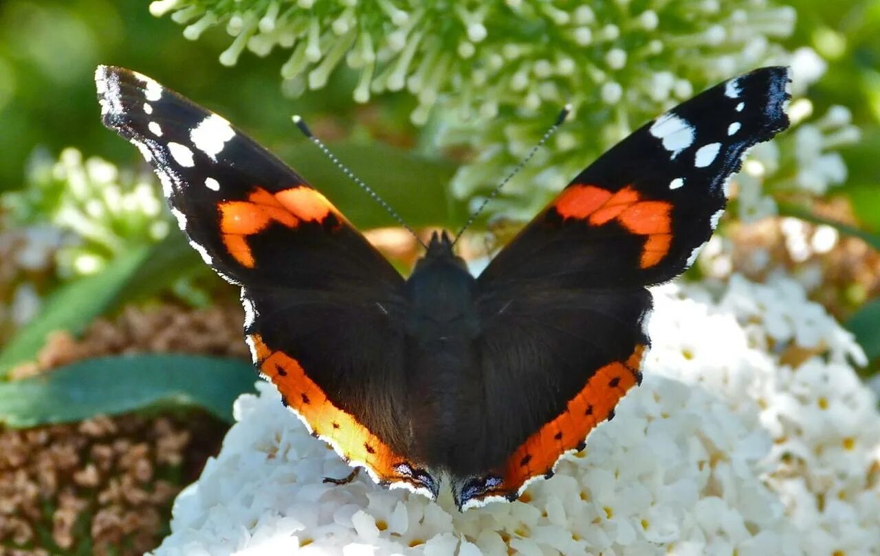 Фотография бабочки адмирал. Адмирал (бабочка) Нимфалиды. Адмирал (бабочка) чешуекрылые. Размах крыльев бабочки Адмирал.