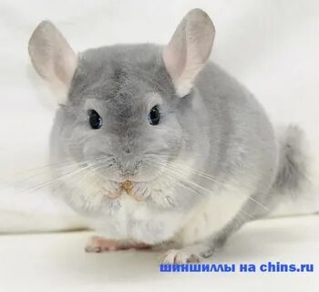 Шиншилла характер