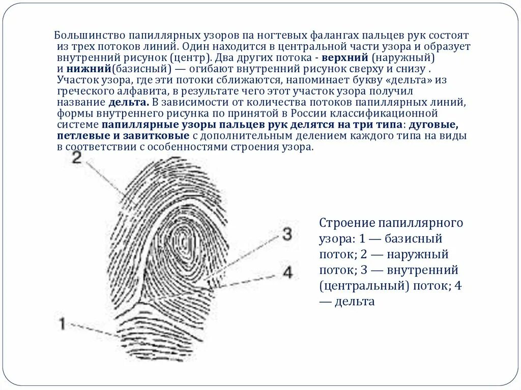 Сколько держится отпечаток. Строение петлевого папиллярного узора. Частные признаки папиллярного узора. Папиллярные узоры криминалистика. Частные признаки папиллярного узора пальца руки схема.