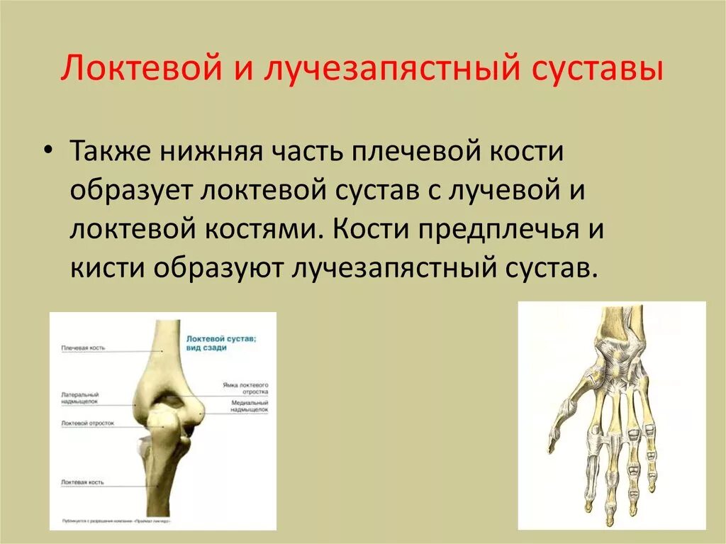 Кости предплечья соединение. Локтевой и лучезапястный сустав. Локтевой и лучевой сустав. Кости локтевого сустава. Плечевой и локтевой суставы.