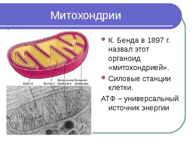 Митохондрии энергетические станции клетки. АТФ органоид. Силовые станции клетки это. Митохондрии и силовые станции. Какие органоиды клетки называются силовыми станциями.