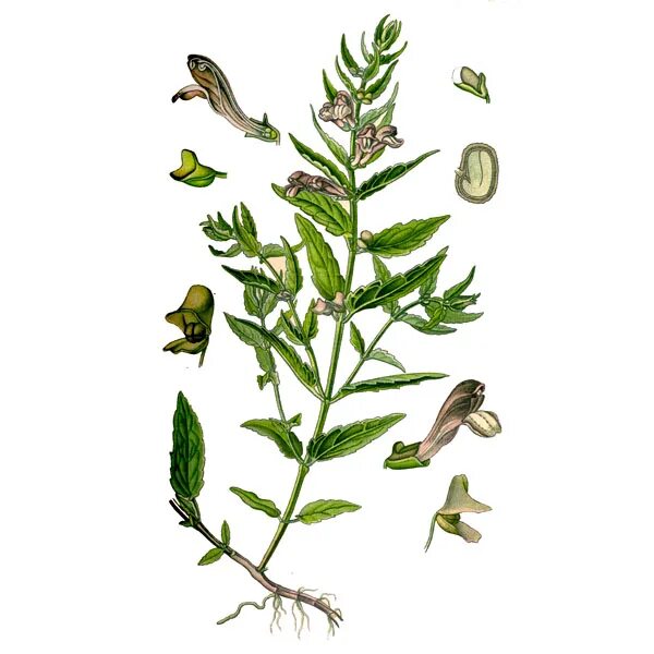 Scutellaria baicalensis root