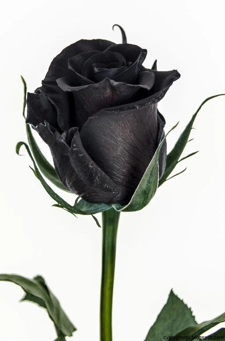 Черная розочка. Черные розы Халфети. Сорт розы Халфети.