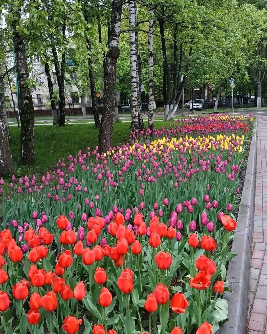 Тюльпаны курганинск. Аллея тюльпанов в Белгороде. Парковые тюльпаны. Парк тюльпанов в Белгороде. Тюльпаны дендропарк Тирасполь.