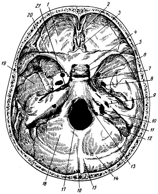 Области основания черепа. Основание черепа Черепные ямки. Основание черепа анатомия Черепные ямки. Черепные ямки внутреннего основания черепа. Основание черепа ямки отверстия.