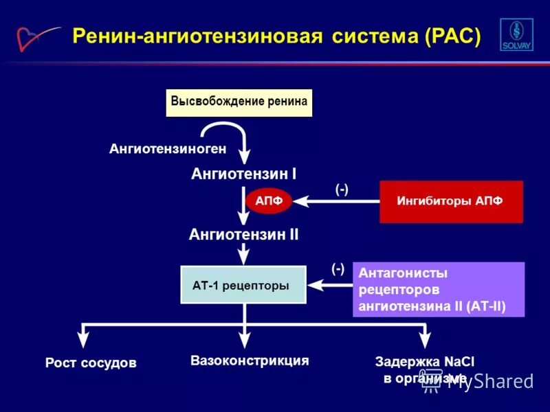 Апф фермент. Ренин-ангиотензин-альдостероновая система (РААС). Ингибиторы ангиотензина 2 препараты. Ингибиторы ренин-ангиотензин-альдостероновой системы (РААС).. Ренин-ангиотензин-альдостероновая система альдостерон.