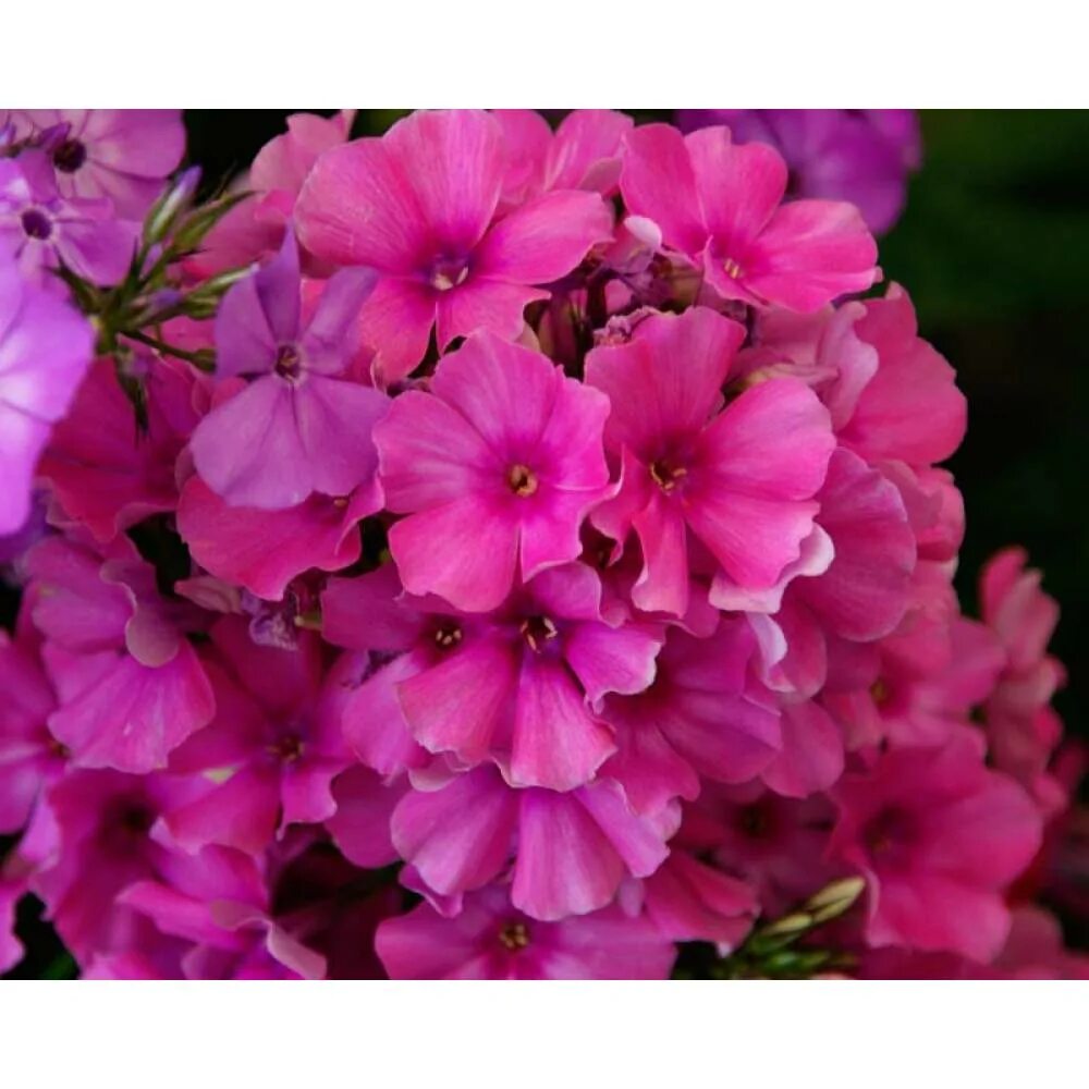 флокс метельчатый корал. флокс флейм пурпл. флокс флейм пурпл. флокс метельчатый пурпле. флокс метельчатый flame pink.