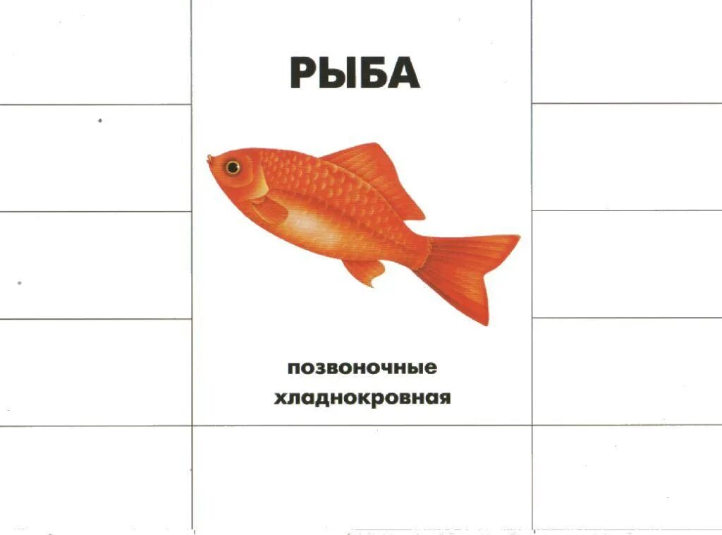 Схема рыбы для дошкольников. Карточки рыбы для детей. Дидактические карточки рыбы. Части рыбы.