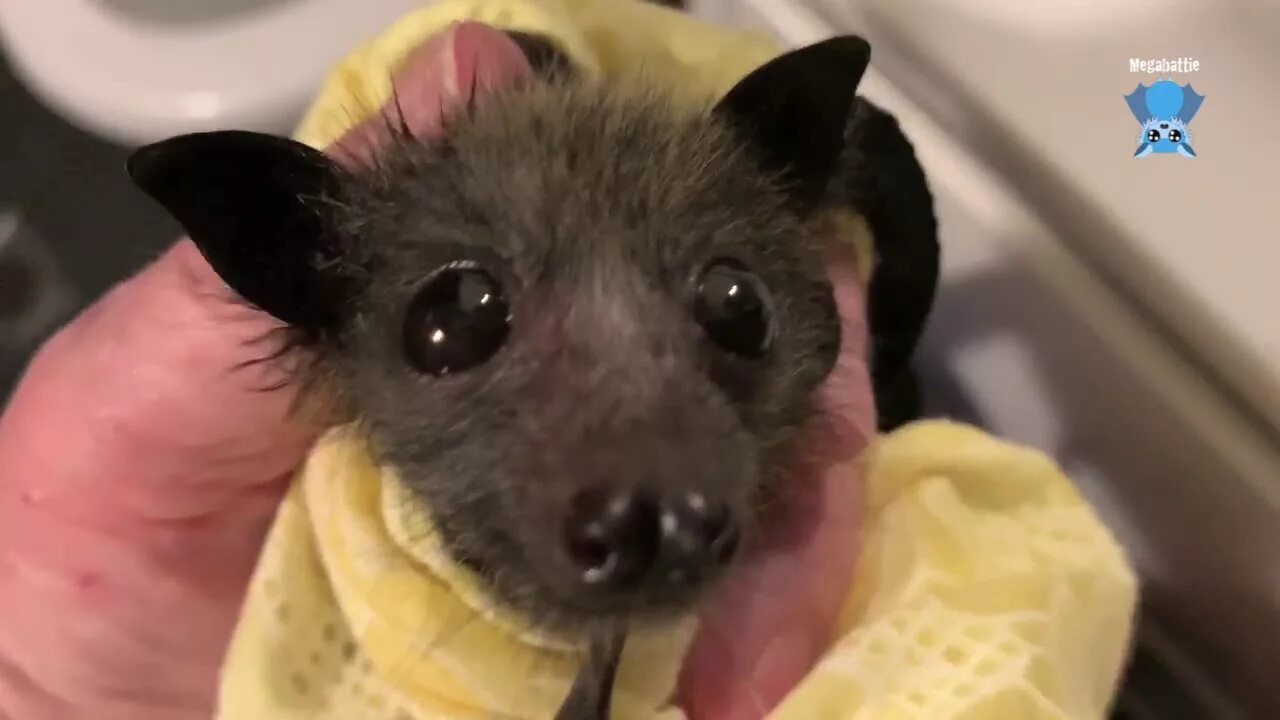 Fruit bat crazy. Fruit bat crazy. The fruit bats перевод. Pygmy fruit bat. Fruit bat crazy.