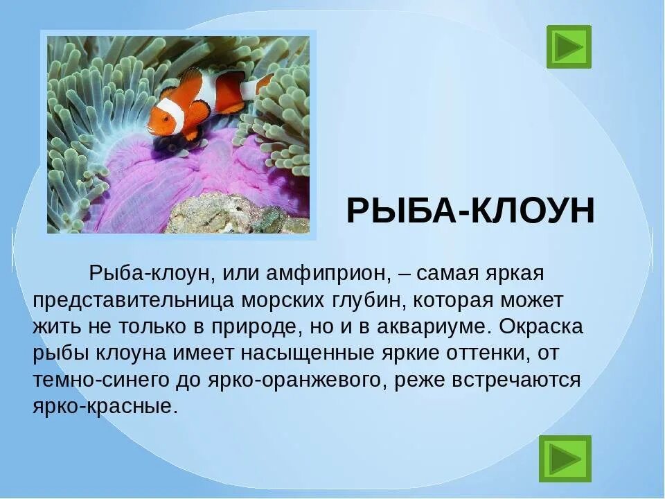 Сообщение про класс рыб. Рыба клоун рассказ для детей 1 класса. Доклад про рыб. Рыба клоун описание. Рассказ о рыбе.