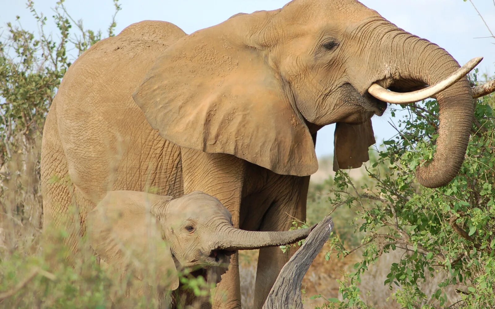 Happy elephant. Слон. Звук слона. Слон фото. Слоны фото.