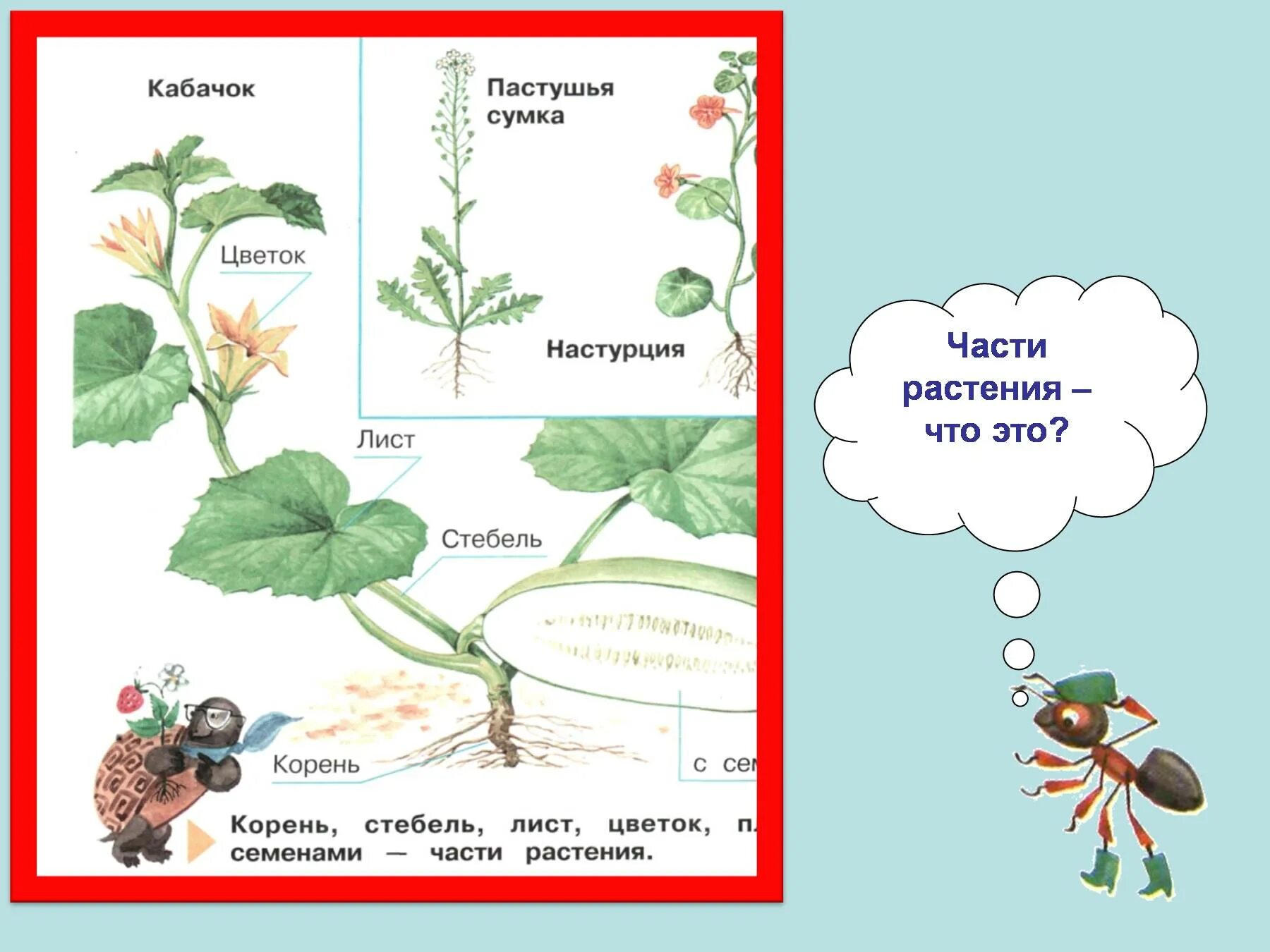 Жизнь растения 1 класс. Как живут растения. части растения. как живут растения 1 класс окружающий мир. жизнь растений 1 класс окружающий мир.