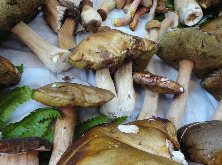 Съедобные грибы дальнего востока. Грибы дальнего востока съедобные фото. Грибы дальнего востока. Грибы дальнего востока опята. Съедобные грибы дальнего востока хабаровский край.