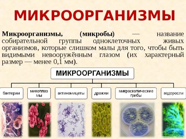 Микробы их виды. Микробы их виды