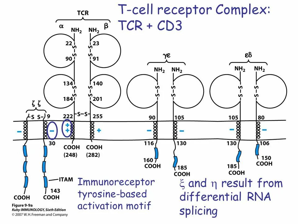 T cell receptor. Структура т-клеточного рецептора (tcr). tcr cd3. tcr рецептор т лимфоцитов строение. t cell receptor cd3.