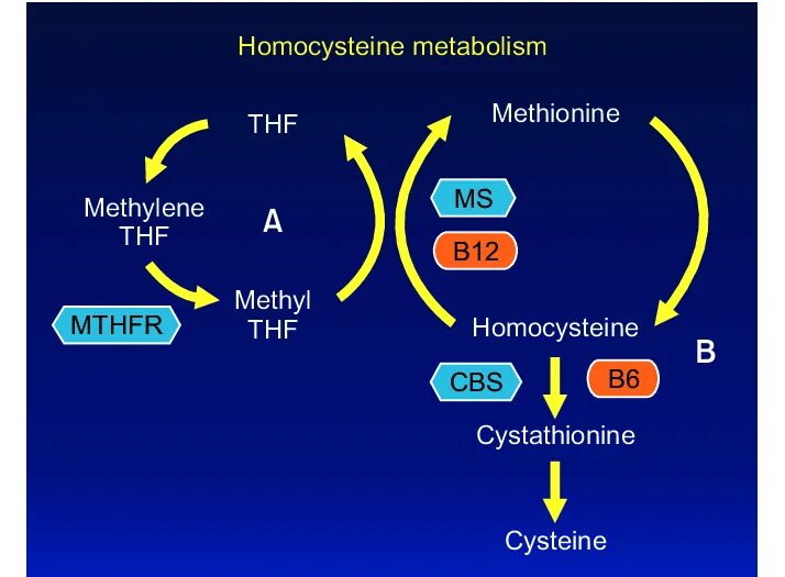 Гомоцистеин биохимия. Homocysteine metabolism. Метаболизм гомоцистеина. Метилентетрагидрофолат редуктаза. Гомоцистеин образование.