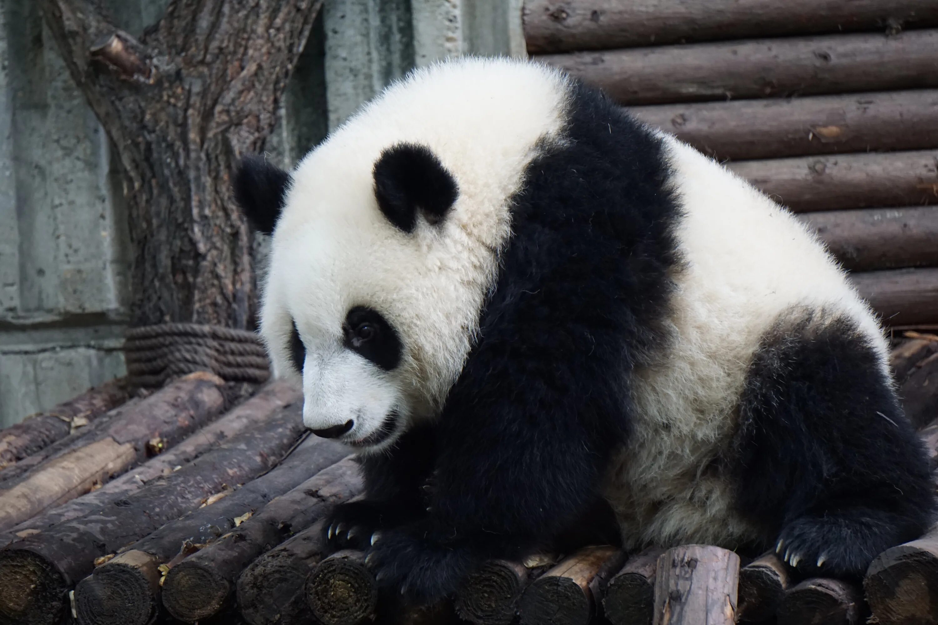 Очковый медведь и Панда. Большая Панда медвежата. Гигантская Панда. Панда грустит. Большая панда медведь