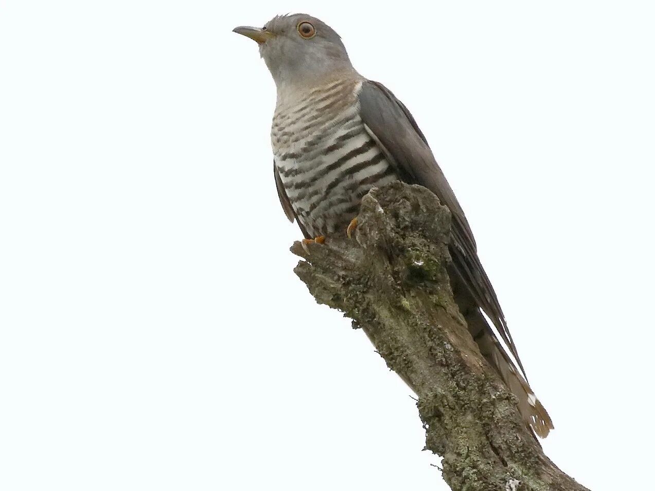 Обыкновенная Кукушка. Зозуля Кукушка. Cuculus poliocephalus. Малая Кукушка. Звук кукушки слушать