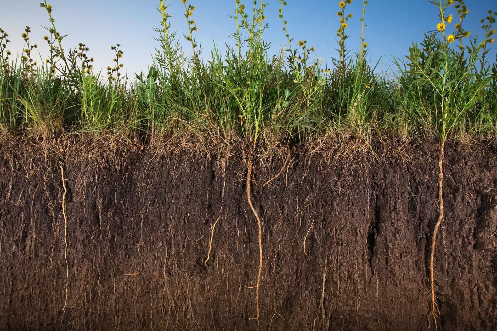 Forest soils. Forest soils. Листья на земле в лесу. Почва в лесу. Forest soils.