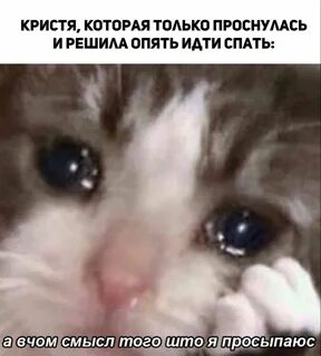 Плачущий кот мем