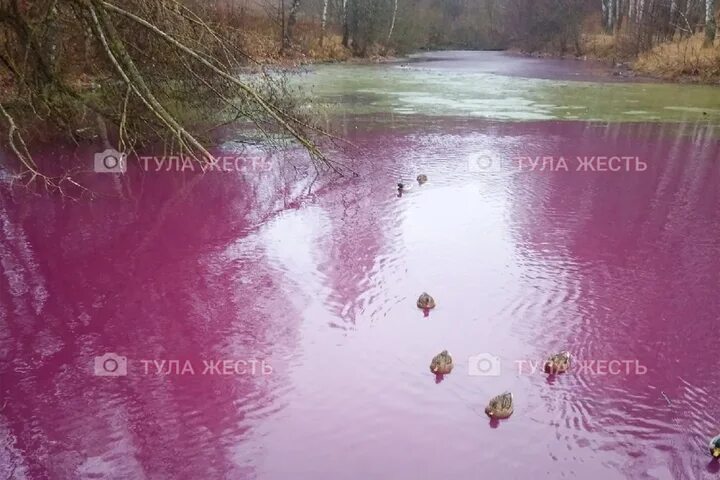 Розовый пруд. Вид на пруд изза кустов роз. Tzvika Stein фото розовый водоем. Водоем который окрашивается в нежно розовый цвет