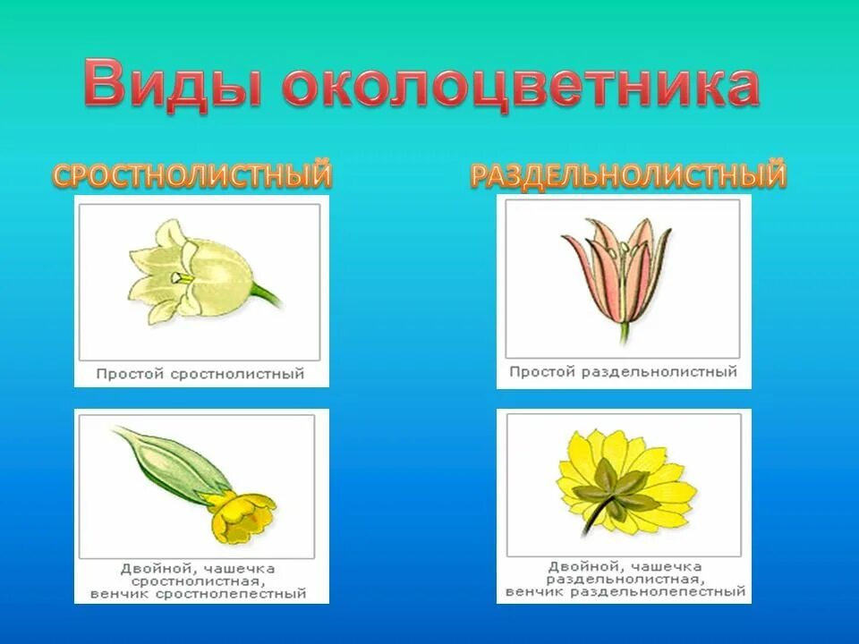 Сростнолистный околоцветник. Сростнолистный венчик. Раздельнолистный околоцветник. Виды околоцветника.