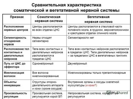 Соматическая и вегетативная работа сердца