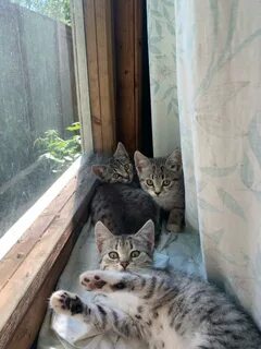 Предложения 3 кота