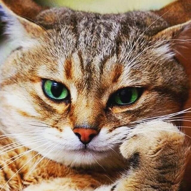 Wallpaper kitten, face, eyes, tenderness Cute animal videos, Cute animal quotes,