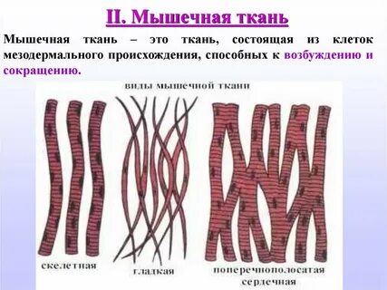 Внешний вид мышечной ткани
