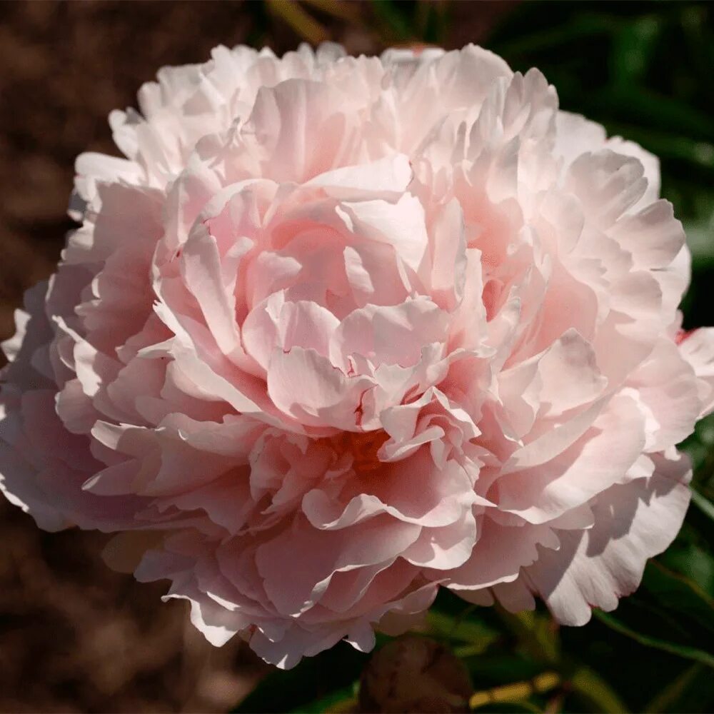 Paeonia lactiflora "Shirley Temple" - božur Rasadnik Mihalek