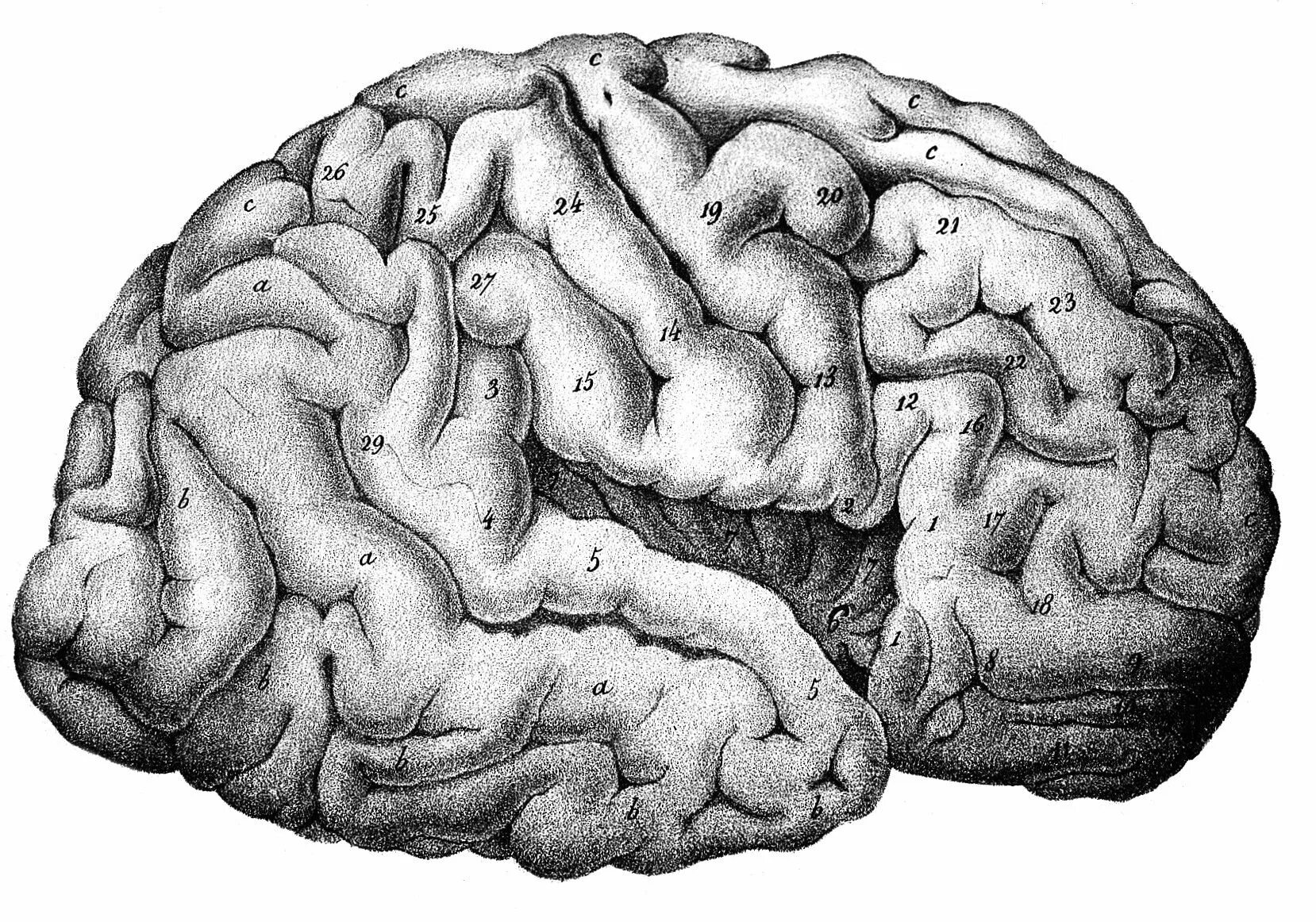 Структура мозга Кортекс. Строение мозга неокортекс. Рептильный мозг. Доли неокортекса.