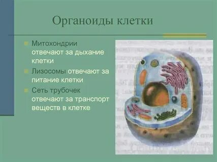 Как дышит клетка