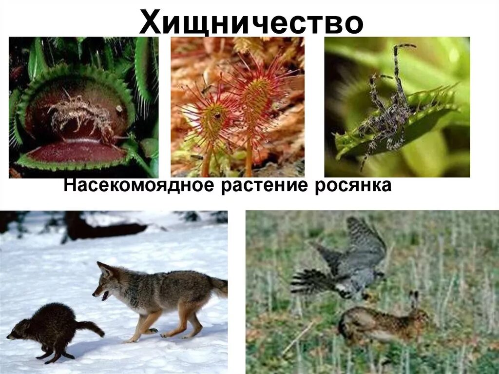 Хищничество какой фактор среды. Хищничество это в биологии. Хищничество в природе. Хищничество растений и животных. Биотические факторы хищничество.