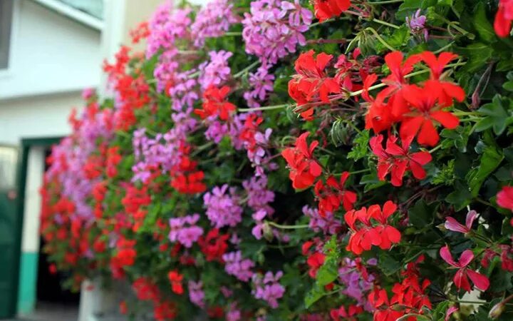 Пеларгония ампельная balkon. Пеларгония плющелистная ампельная на балконе. Ампельная герань на балконе. Пеларгония ампельная бабочка.