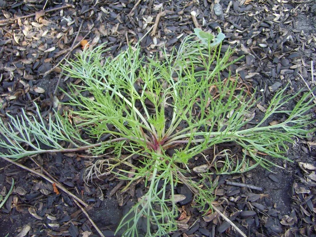 Полынь artemisia maritima. Artemisia borealis. Полынь на камчатке. Полынь холодная artemisia frigida. Цвет северная полынь в интерьерах.