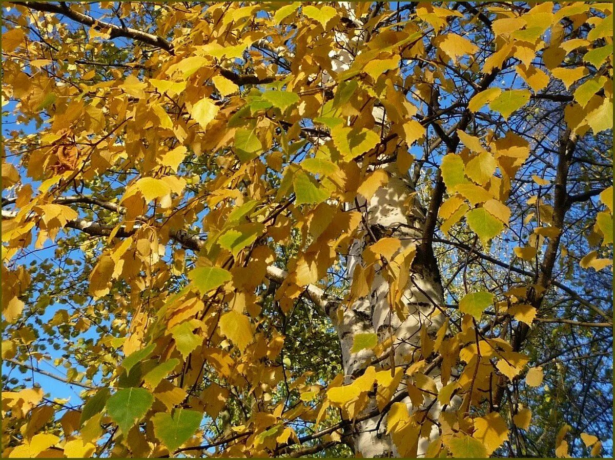 Березка пожелтела. Желтая береза Северной Америки. Береза желтая (Betula costata). Береза желтая Уссурийский. Березы желтою резьбой блестят в лазури голубой.