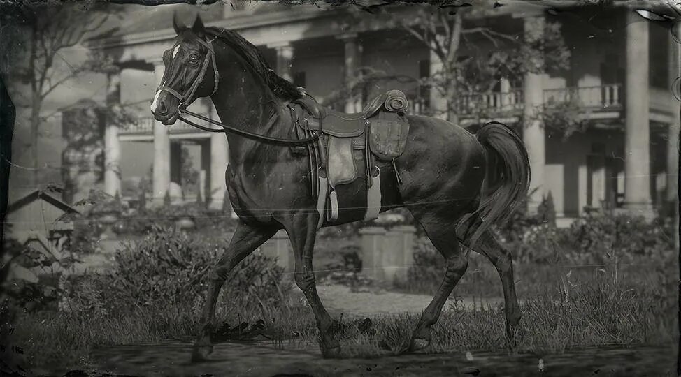 Рысак рдр 2. Red dead redemption 2 horse. арабская белая лошадь рдр 2. теннессийская лошадь rdr 2. арденская лошадь rdr2.