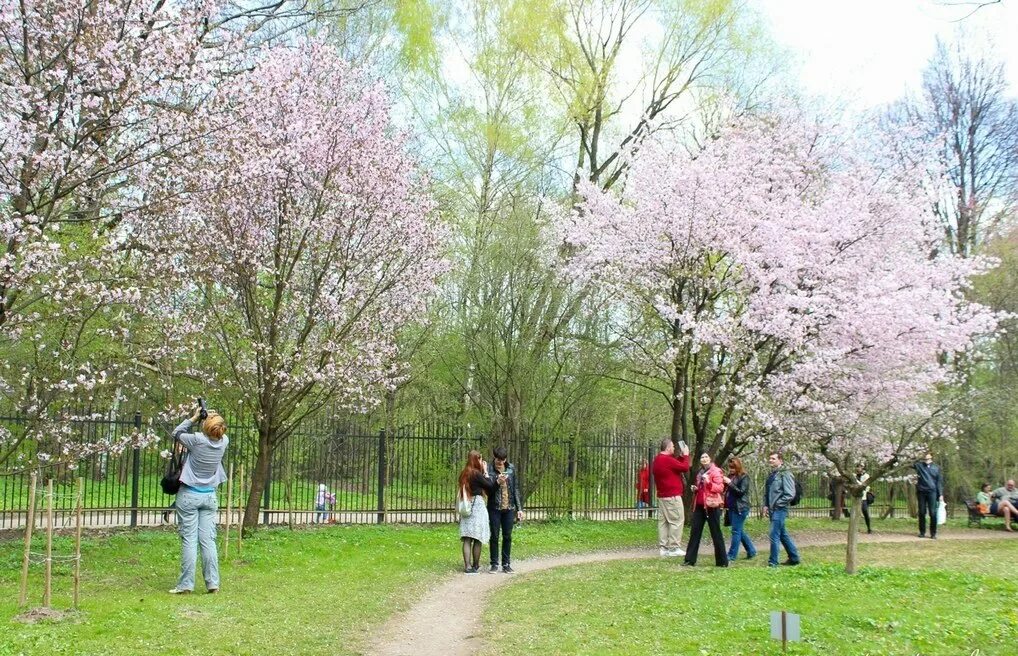 Когда цветут сады в москве. Сакура зацвела в Ботаническом саду в Москве. Ботанический сад Цицина Сакура. Цветение Сакуры в Ботаническом саду. Сакура цветет в Москве Ботаническом саду.